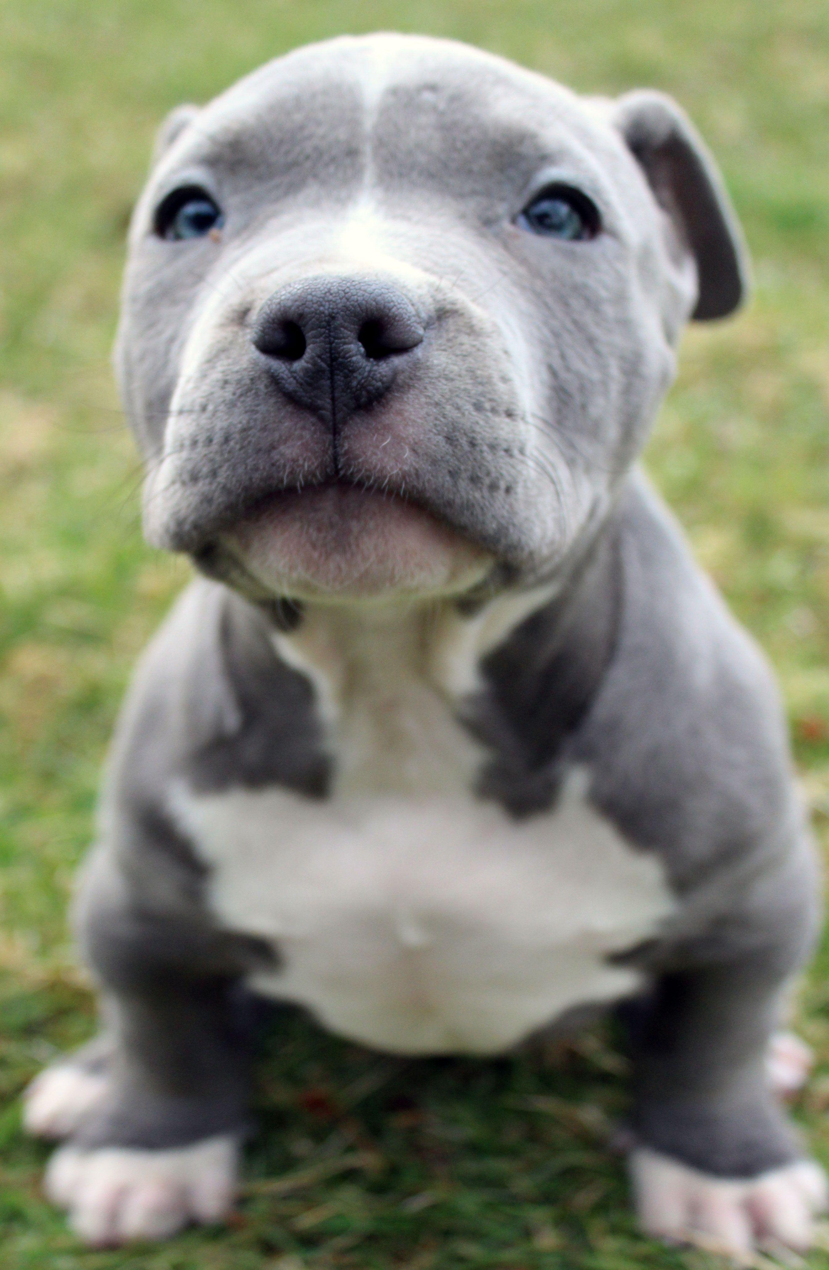 2688x4116 Baby Pit Bull Wallpaper