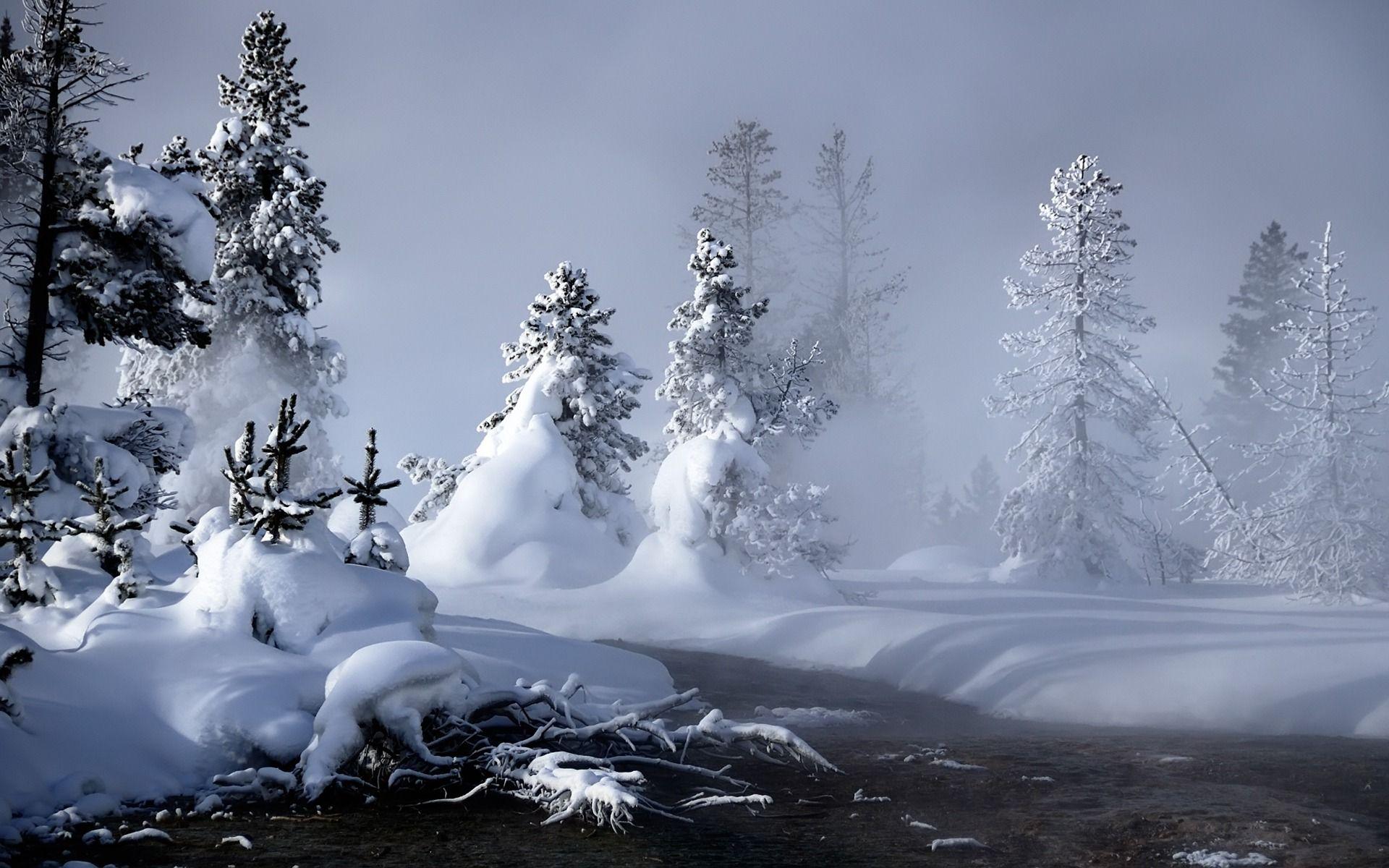 1920x1200 Mystic winter trees. Wallpaper hd, Wallpaper iphone