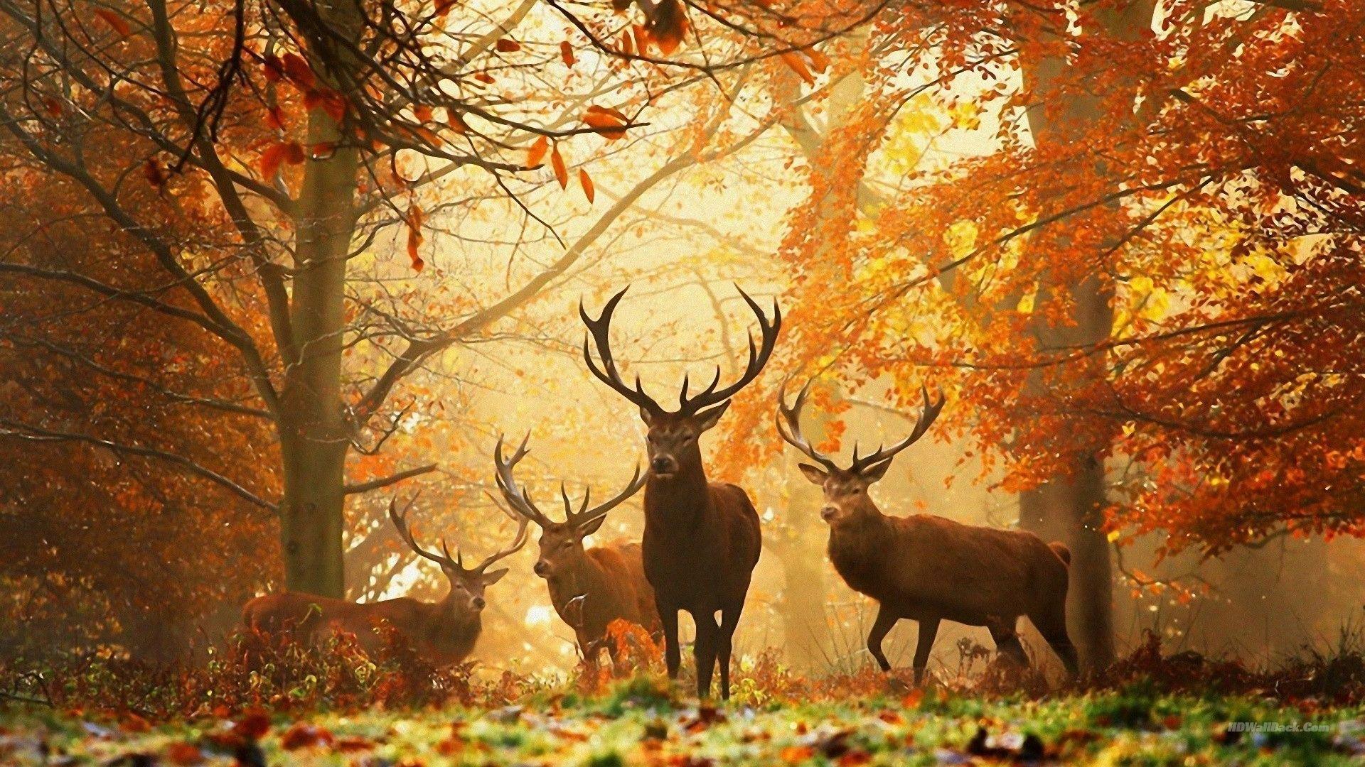1920x1080 Forest Wallpaper. HD Wallpaper, HD Background, Tumblr Background, Image, Picture