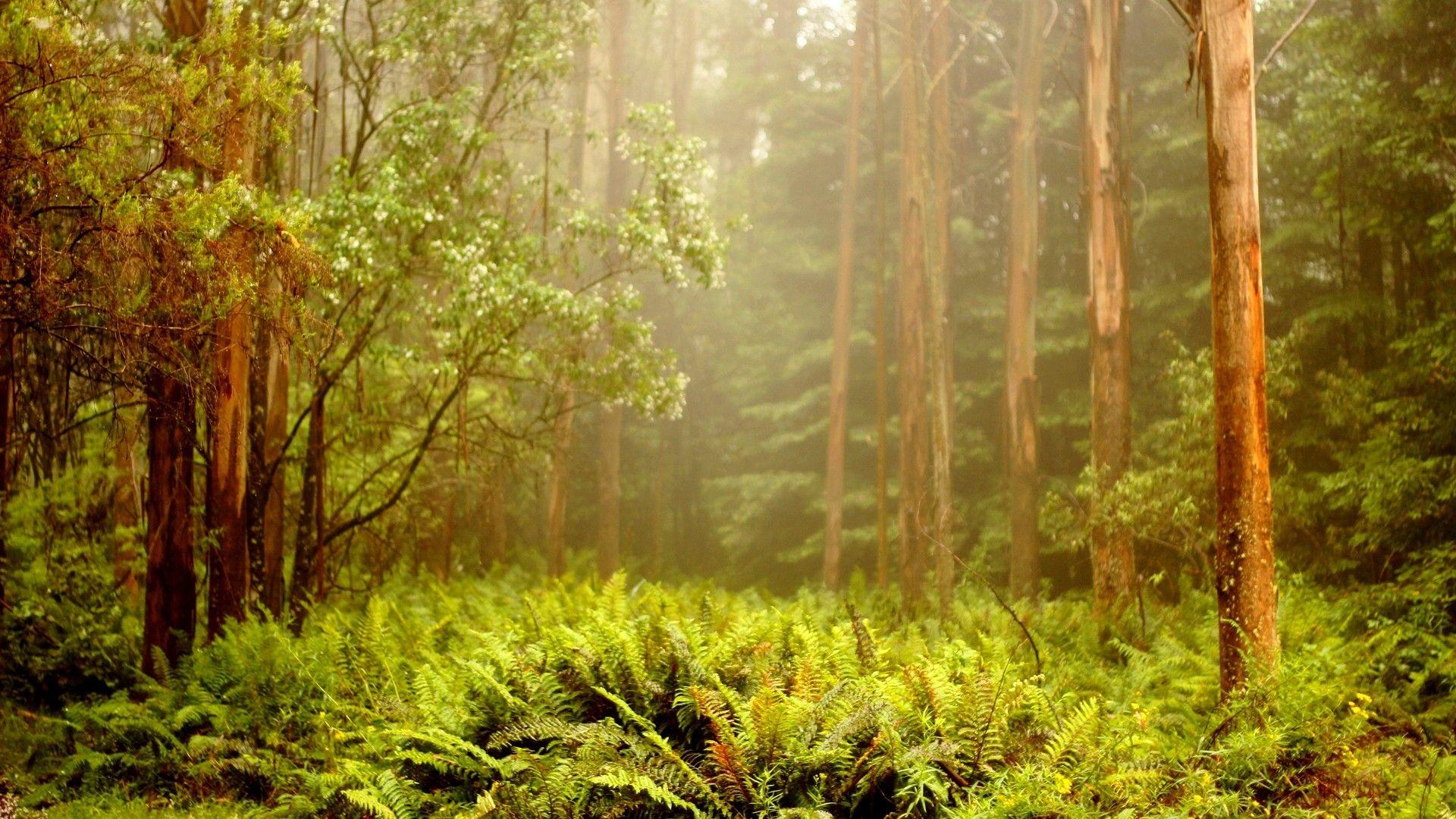 1920x1080 Beautiful Scenery Wallpaper Desktop