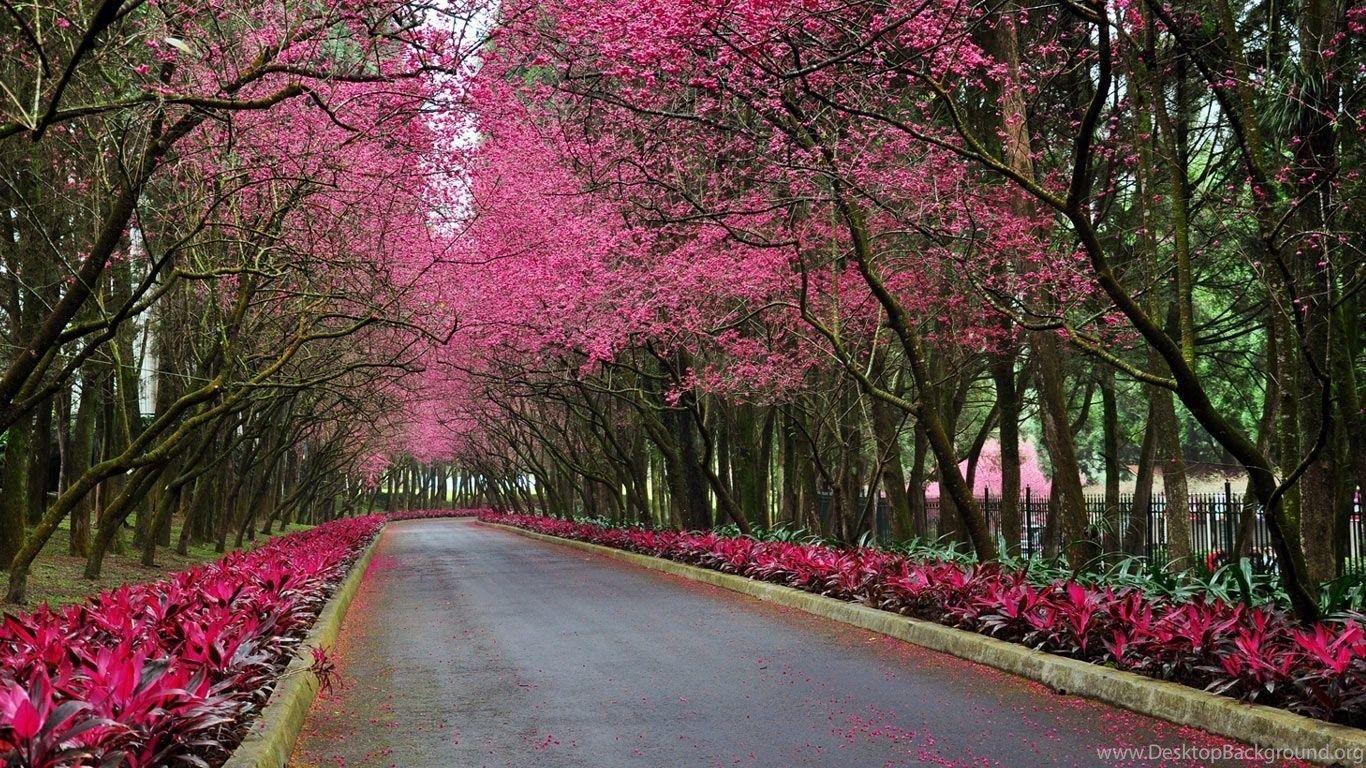 1366x768 Beautiful Spring Scenery Wallpaper HD 1080p For Desktop Desktop Background