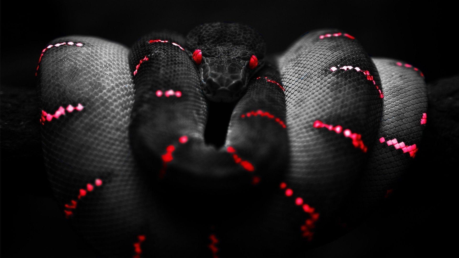 1920x1080 snake red black boa constrictor Wallpaper HD / Desktop and Mobile Background