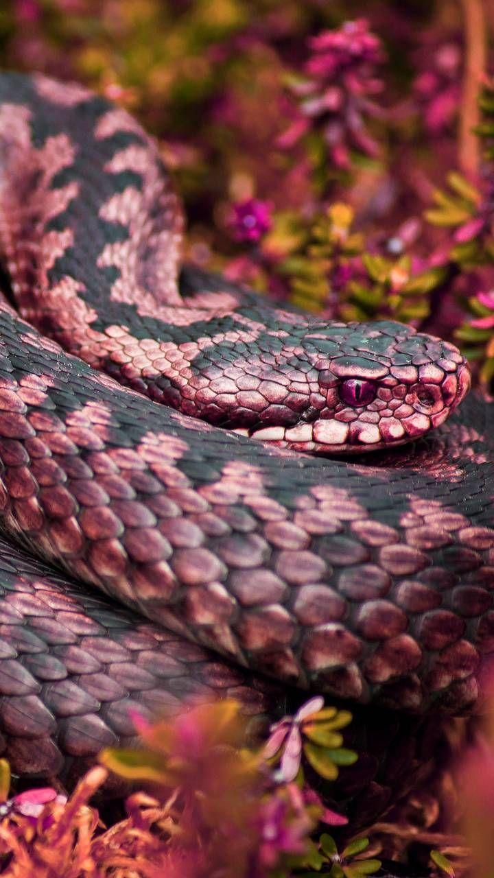 720x1280 Pink snake by georgekev. Snake wallpaper, Snake, Colorful snakes