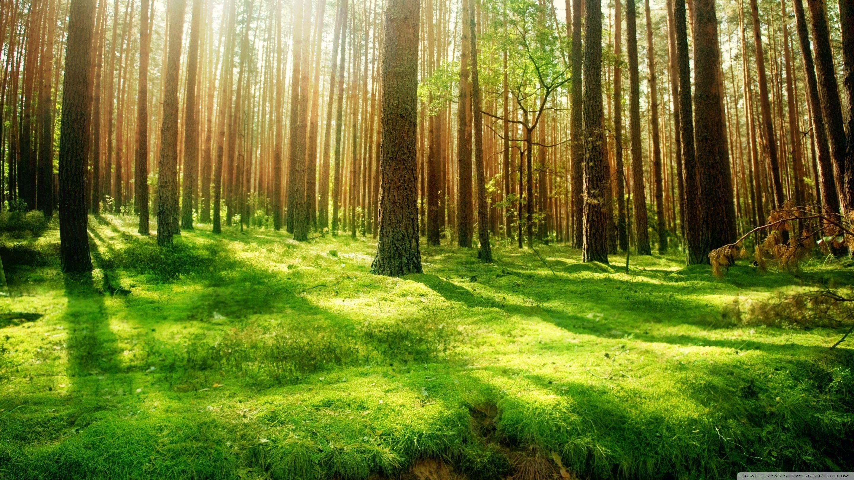 2880x1620 Beautiful Scenery HD
