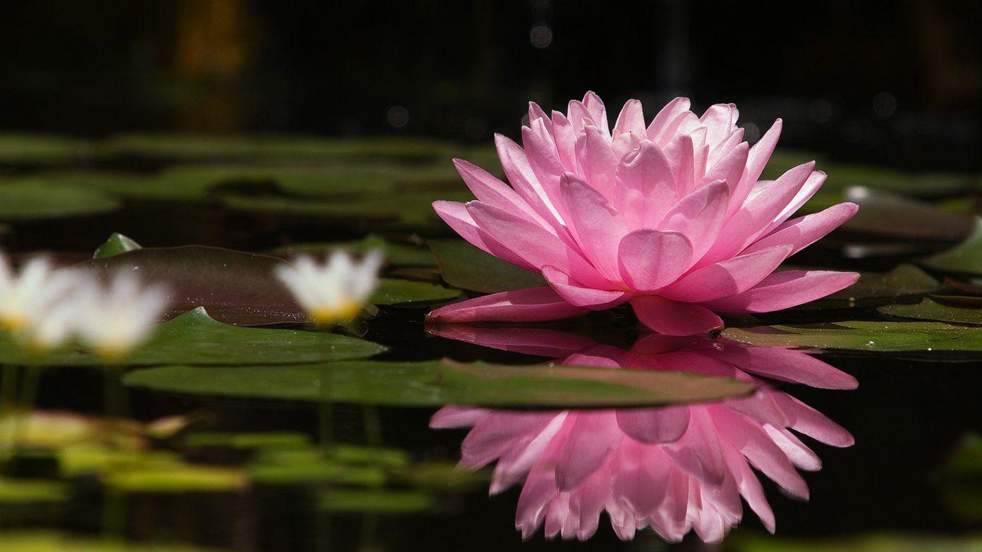 1392x783 Best Nature Wallpaper in 4K and Full HD for Desktop and Mobile