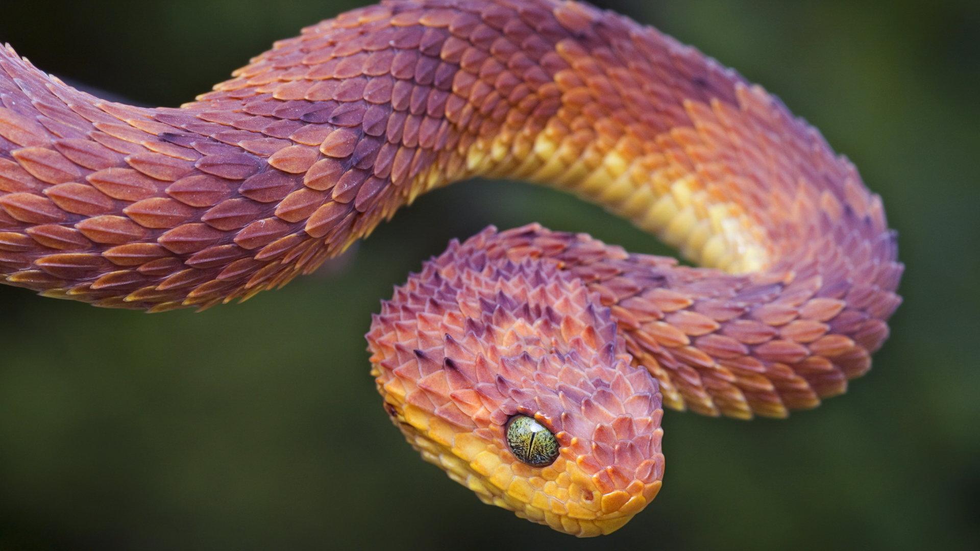 1920x1080 Snake wallpaper 1920x1080 Full HD (1080p) desktop background