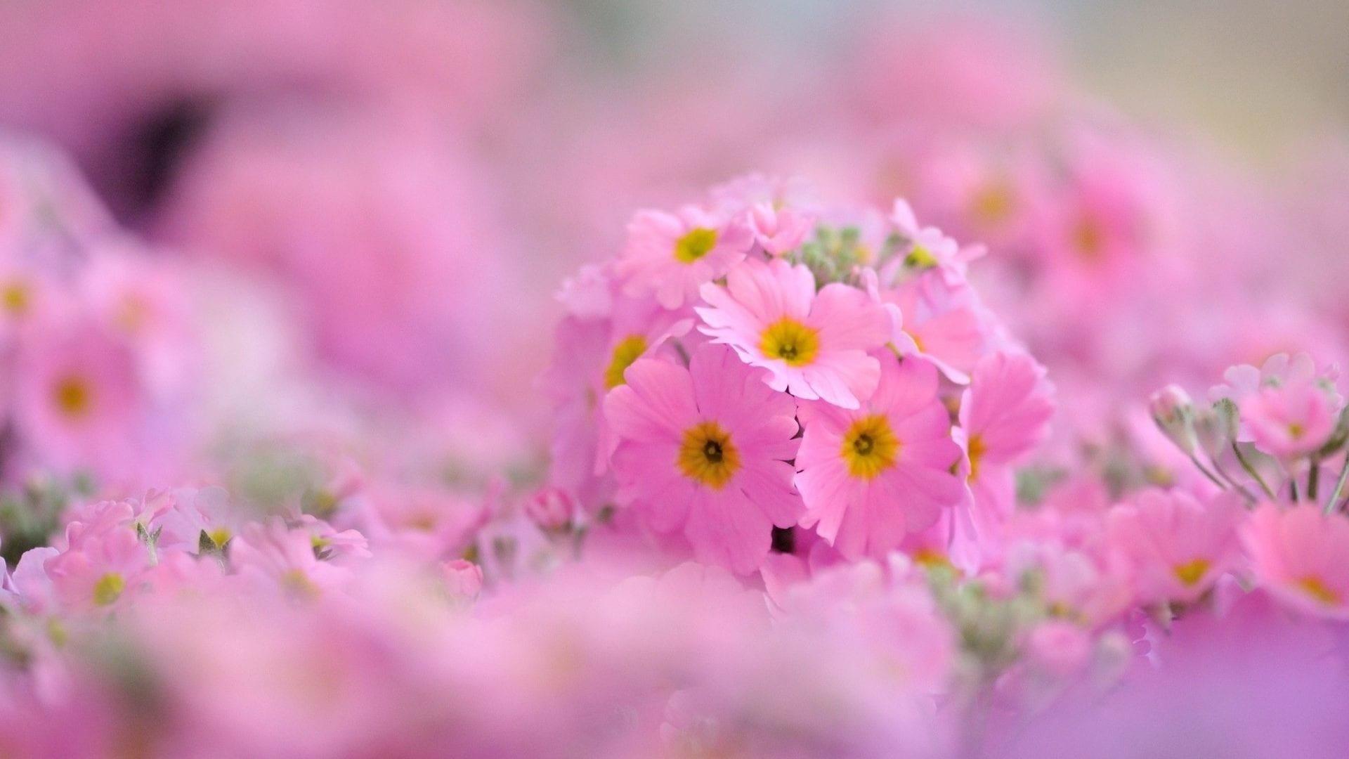 1920x1080 99 996781 Flowers Beautiful Field Soft Pink Pastel Nature Flower Wallpaper