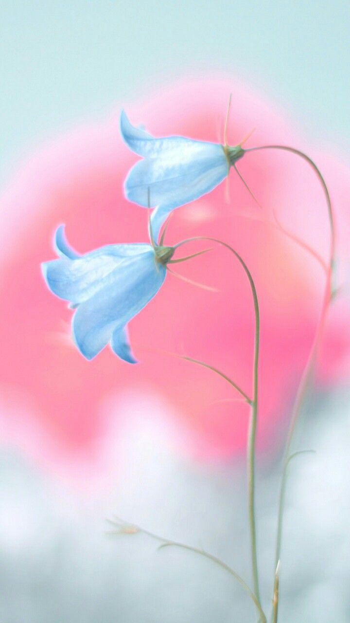 720x1280 art, background, beautiful, beauty, blue flowers, colorful, design, flora, flowers, inspiration, leaves, light, luxury, nature, pastel, photography, pink, soft, still life, style, wallpaper, we heart it, pastel flowers, pastel color, beauty flowers