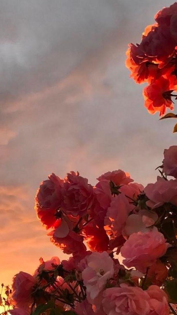 736x1309 Aesthetic Flower Wallpaper HD iPhone