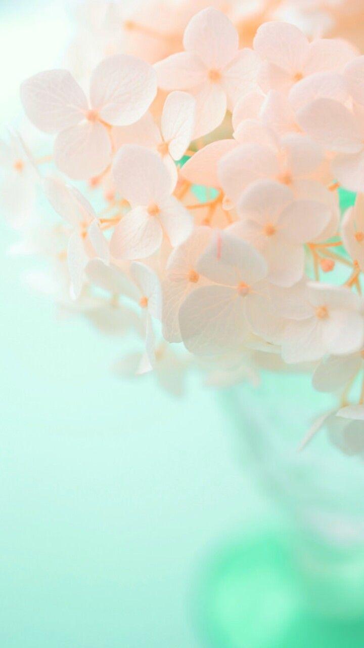 720x1280 art, background, beautiful, beauty, colorful, design, drops, flowers, green, inspiration, leaves, luxury, nature, pastel, pink flowers, pretty, soft, softy, still life, style, wallpaper, we heart it, pastel flowers, pastel color, beauty flowers