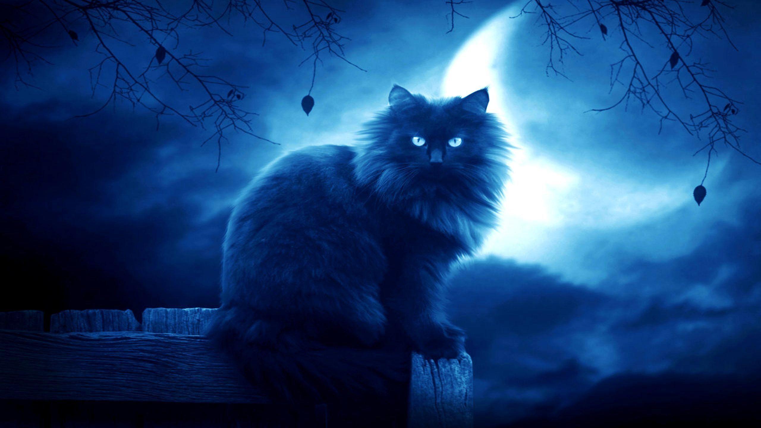 2560x1440 Magical Cats Wallpaper