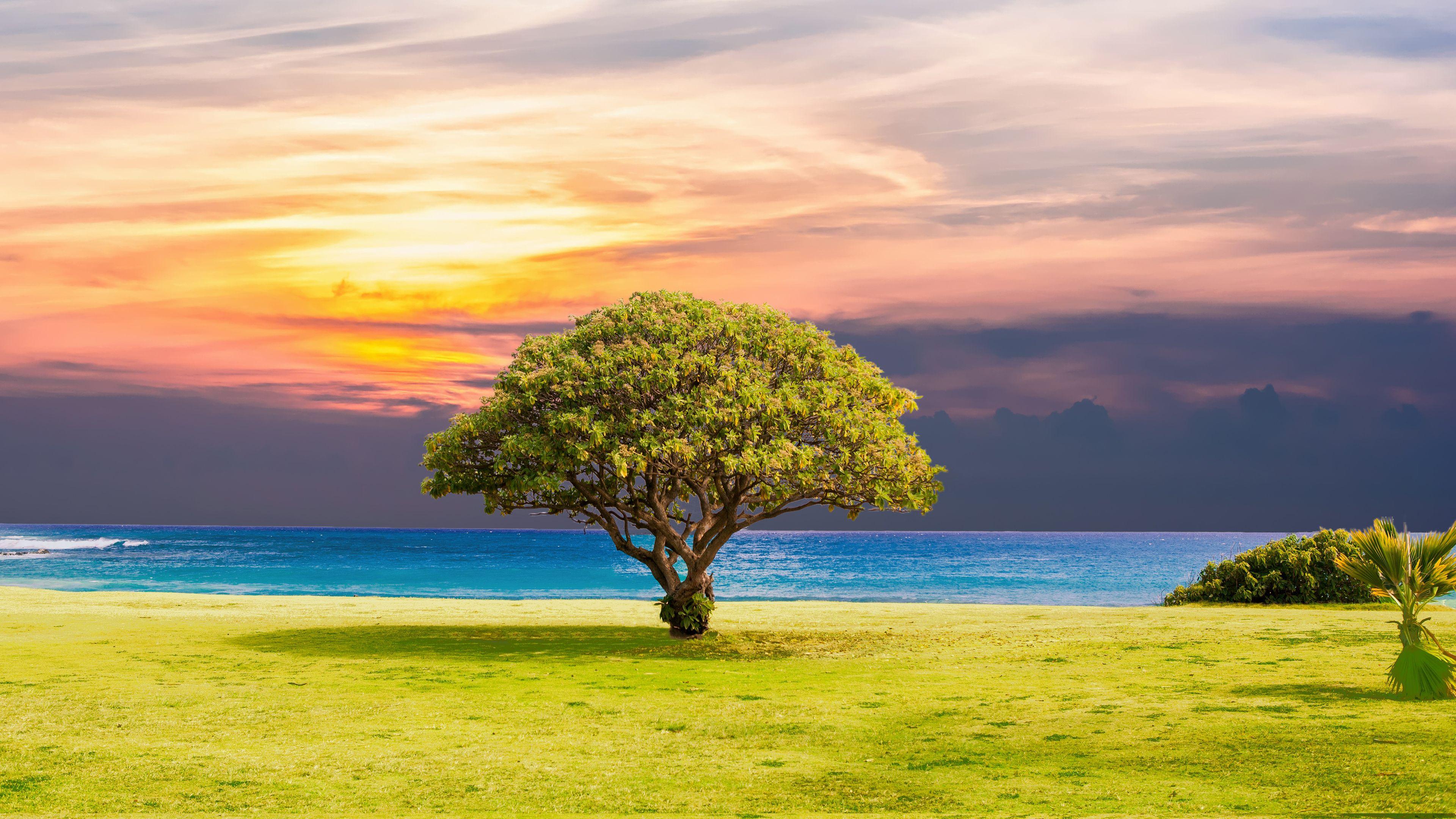 3840x2160 4K Magical Tree Wallpaper x 2160 px
