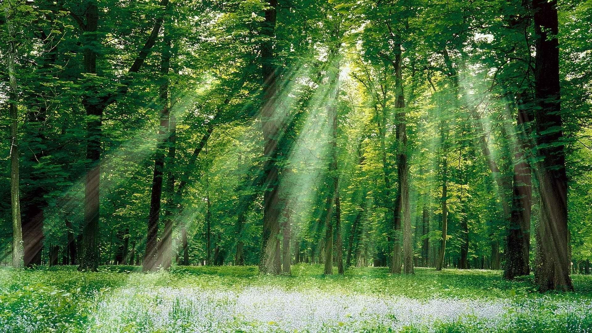1920x1080 Organic, Background Image, Cute, Magical, Mac Wallpaper, cool, forests, Sunlight, Landscape,. Full HD Wallpaper