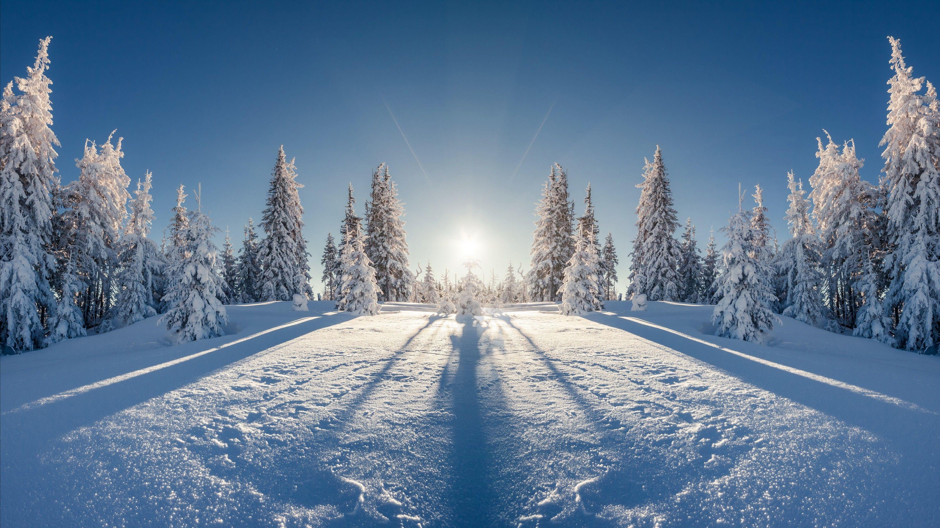 3840x2160 Wallpaper forest, tree, snow, winter, 8k, Nature