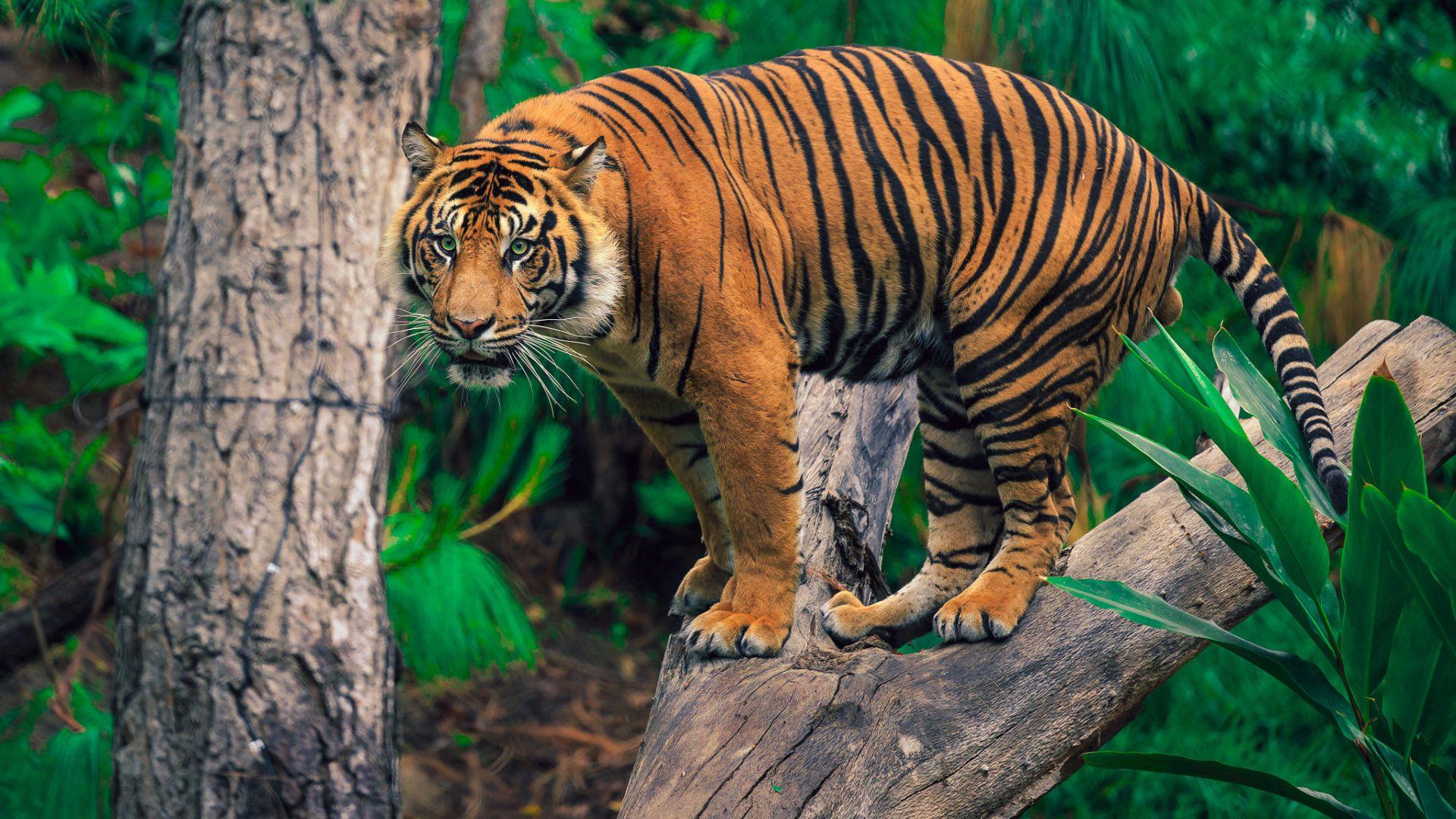 1920x1080 Tiger In The Trees Hình nền 4k Ultra HD cho Máy tính để bàn Máy tính xách tay Máy tính bảng Điện thoại di động và Tv 3840x2400