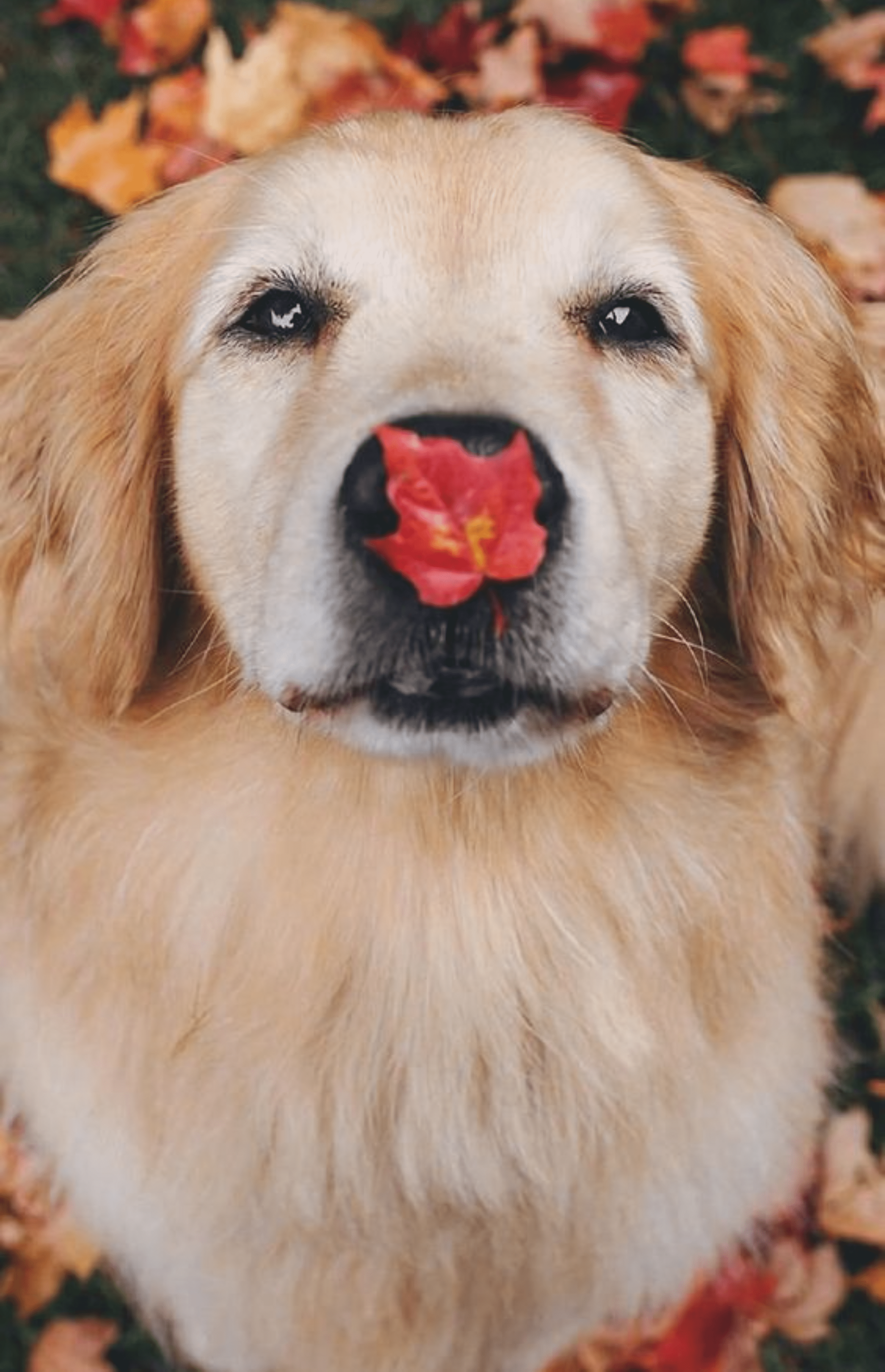 2632x4080 autumn #animals #countryside #outdoors #countryside #nature #autumnideas. Cute dog wallpaper, Cute fluffy dogs, Fall dog
