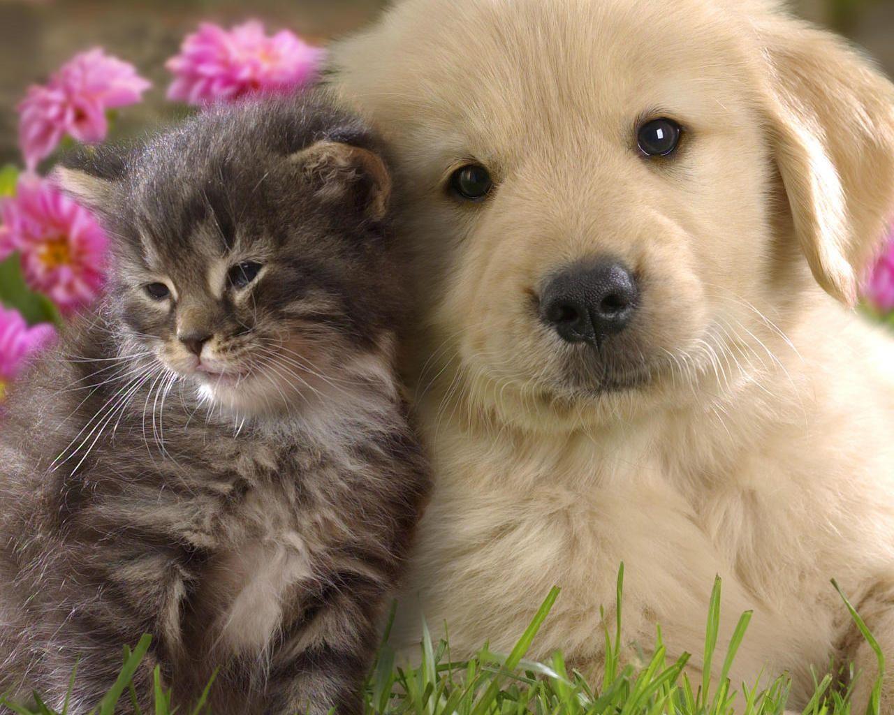 1280x1024 Kitten and Puppy Wallpaper