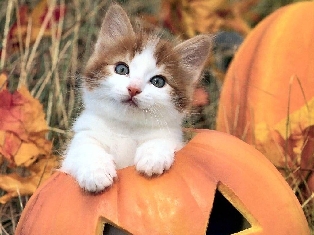 1024x768 Cute Autumn Kitty