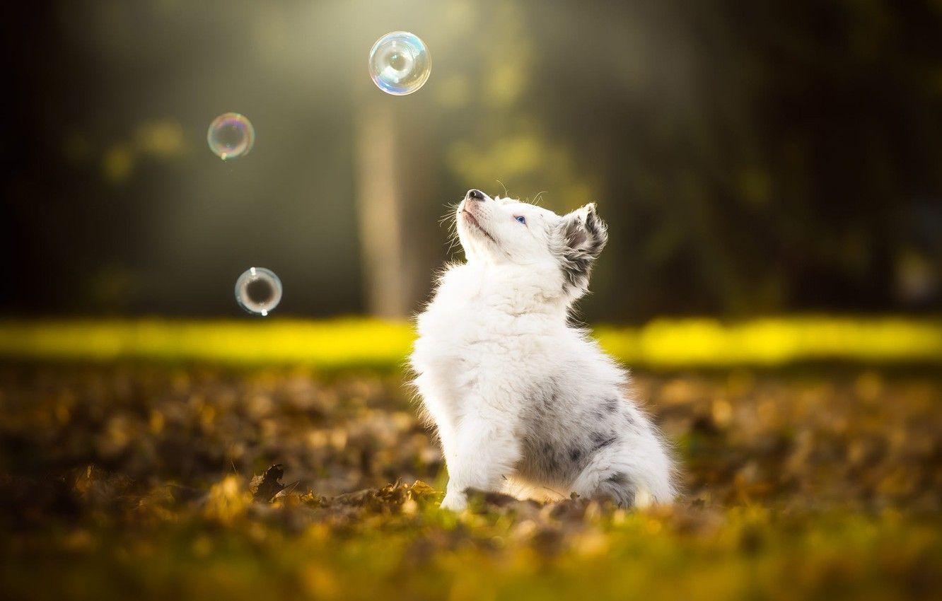 1332x850 Wallpaper autumn, white, look, leaves, nature, pose, Park, background, foliage, the game, dog, baby, bubbles, muzzle, cute, puppy image for desktop, section собаки