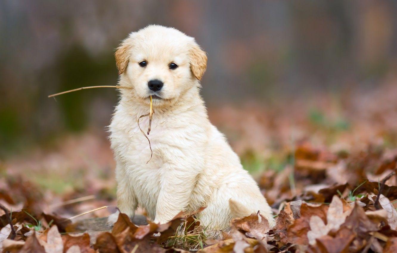 Cute Autumn Dog Wallpapers - Top Free Cute Autumn Dog Backgrounds ...