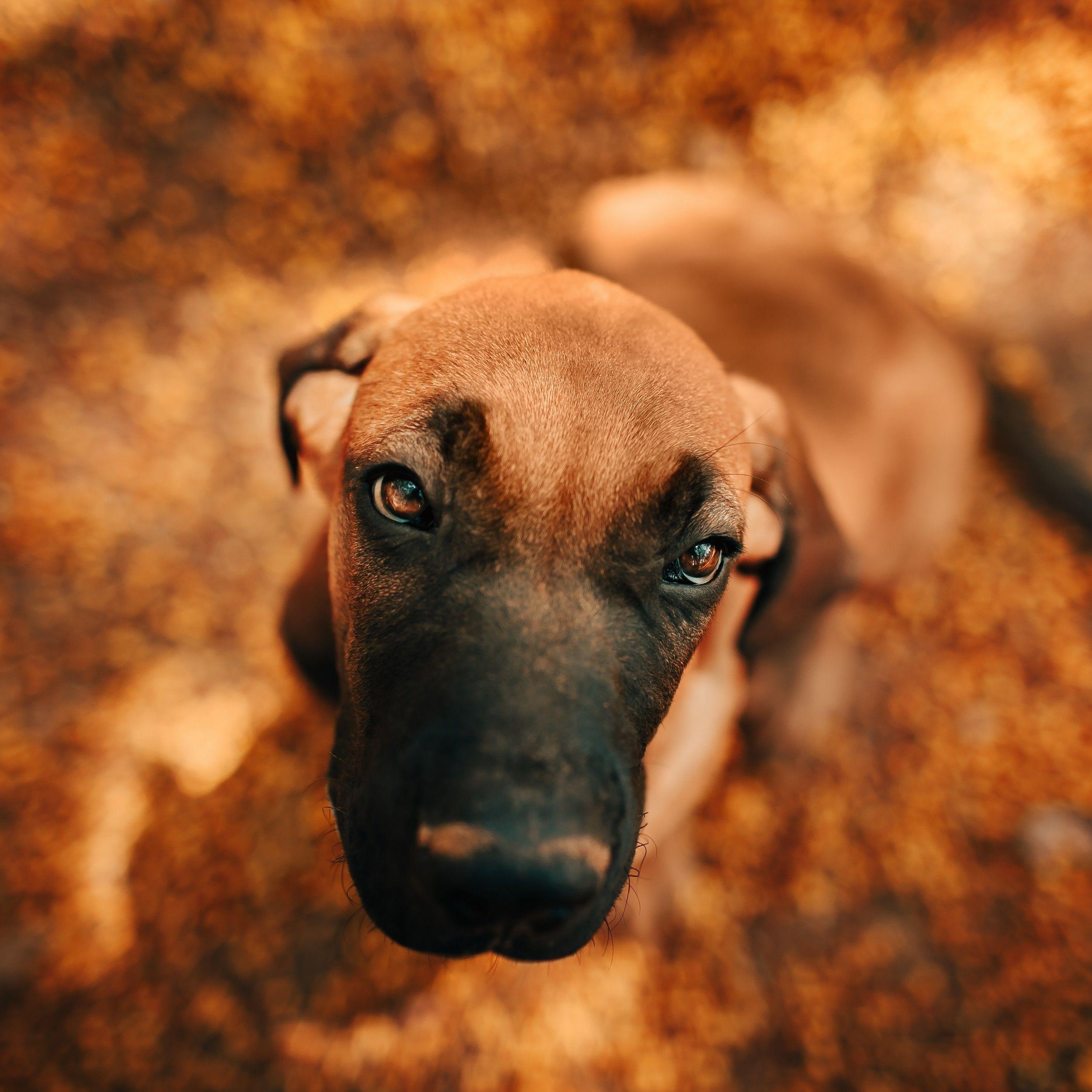 2500x2500 Download 2500x2500 Cute Puppy, Stare, Autumn, Bokeh, Pet, Dog Wallpaper