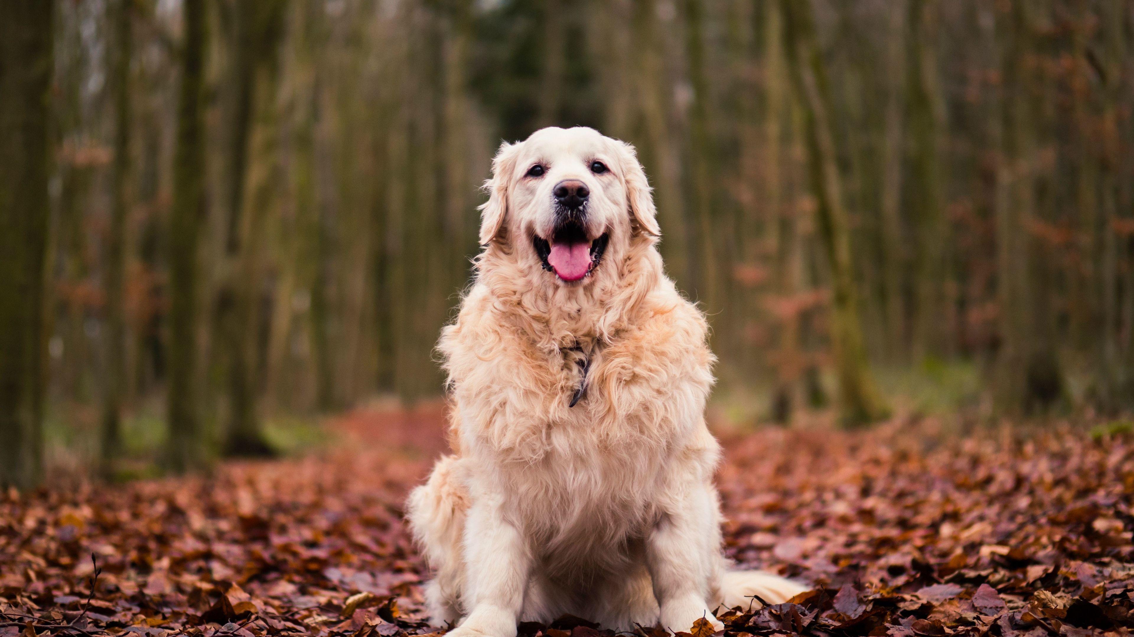 3840x2160 Download 3840x2160 wallpaper golden retriever, dog, sitting, autumn, foliage, 4k, uhd 16: widescreen, 3840x2160 HD image, background, 1942