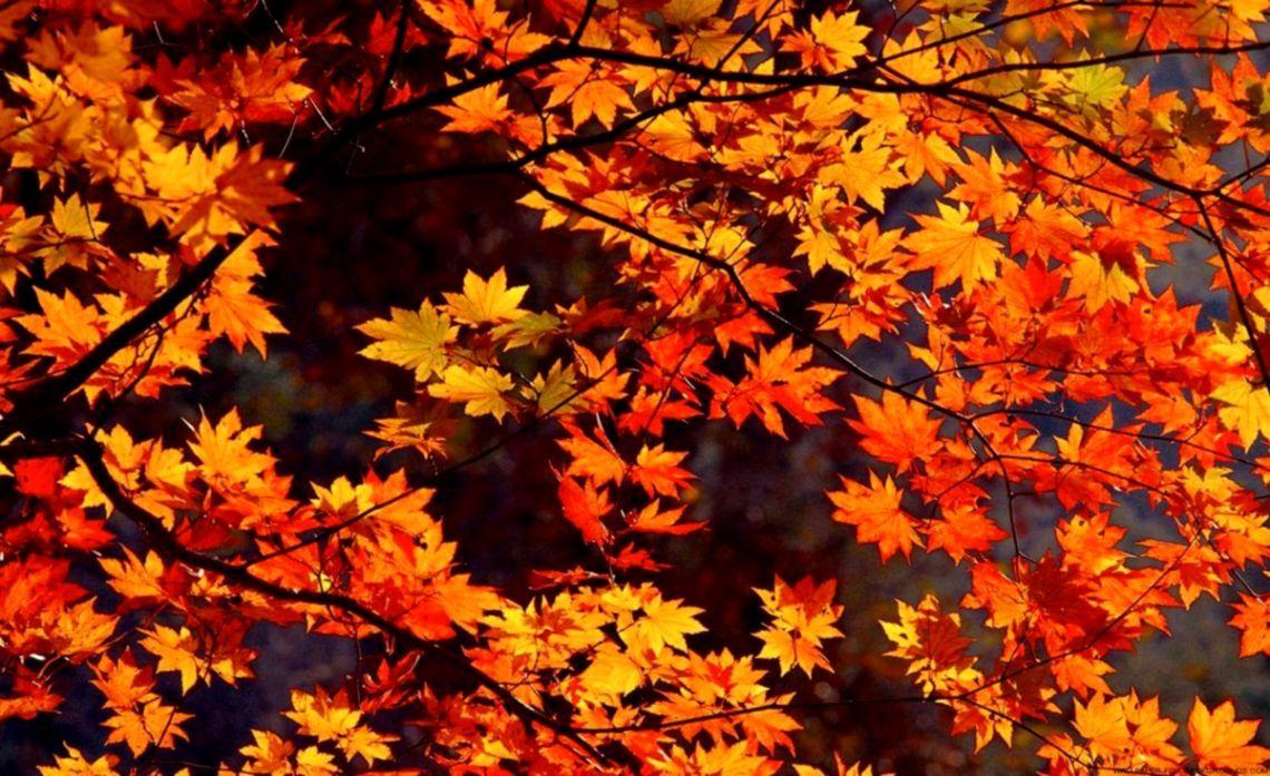 1140x697 Free download Desktop Wallpaper Autumn Funny Wallpaper [1140x697] for your Desktop, Mobile & Tablet. Explore Fall Desktop Wallpaper. Free Desktop Wallpaper, HD Fall Wallpaper for Desktop, Fall Wallpaper for Windows 7