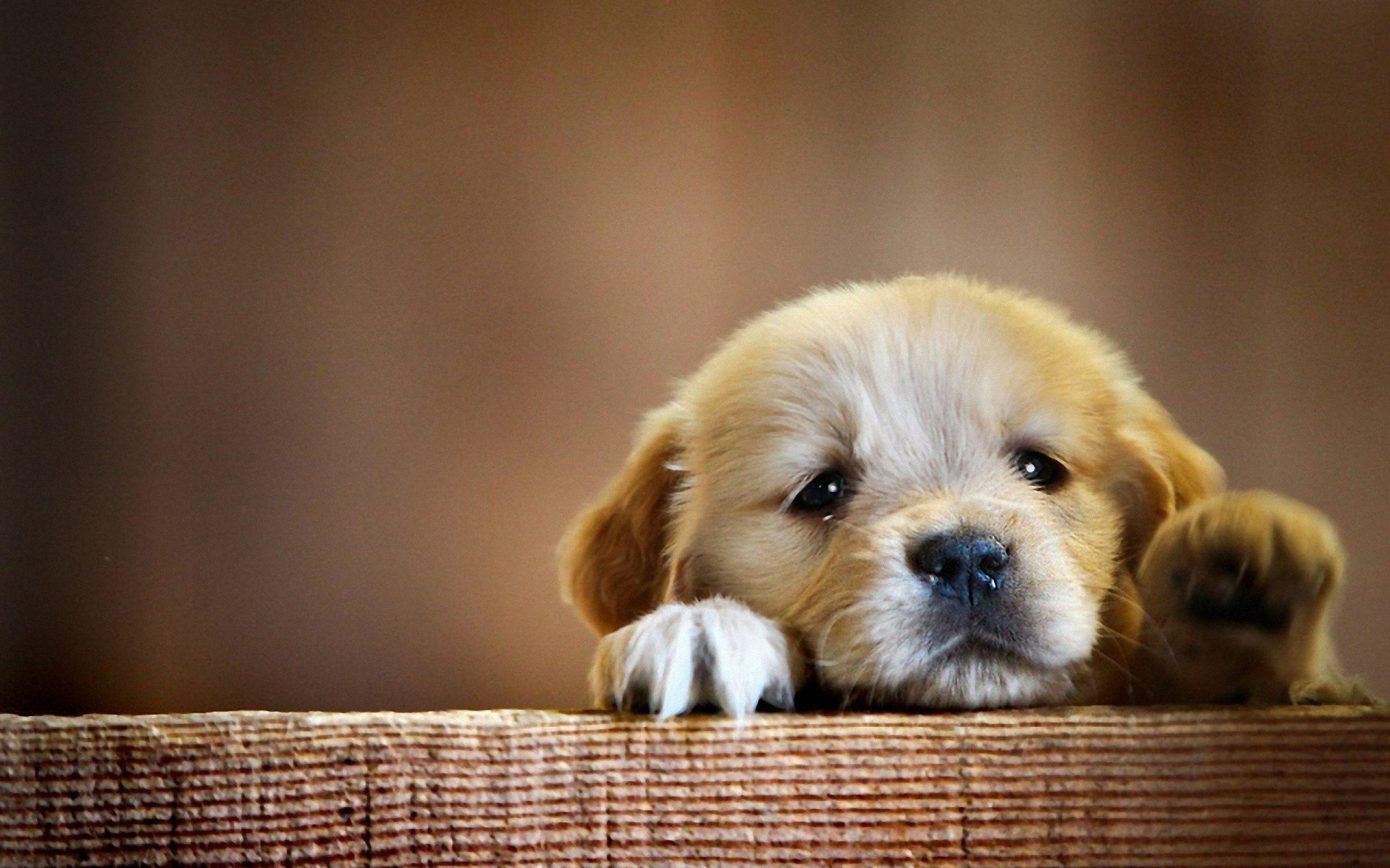 2560x1600 Cute Puppy Wallpaper background picture