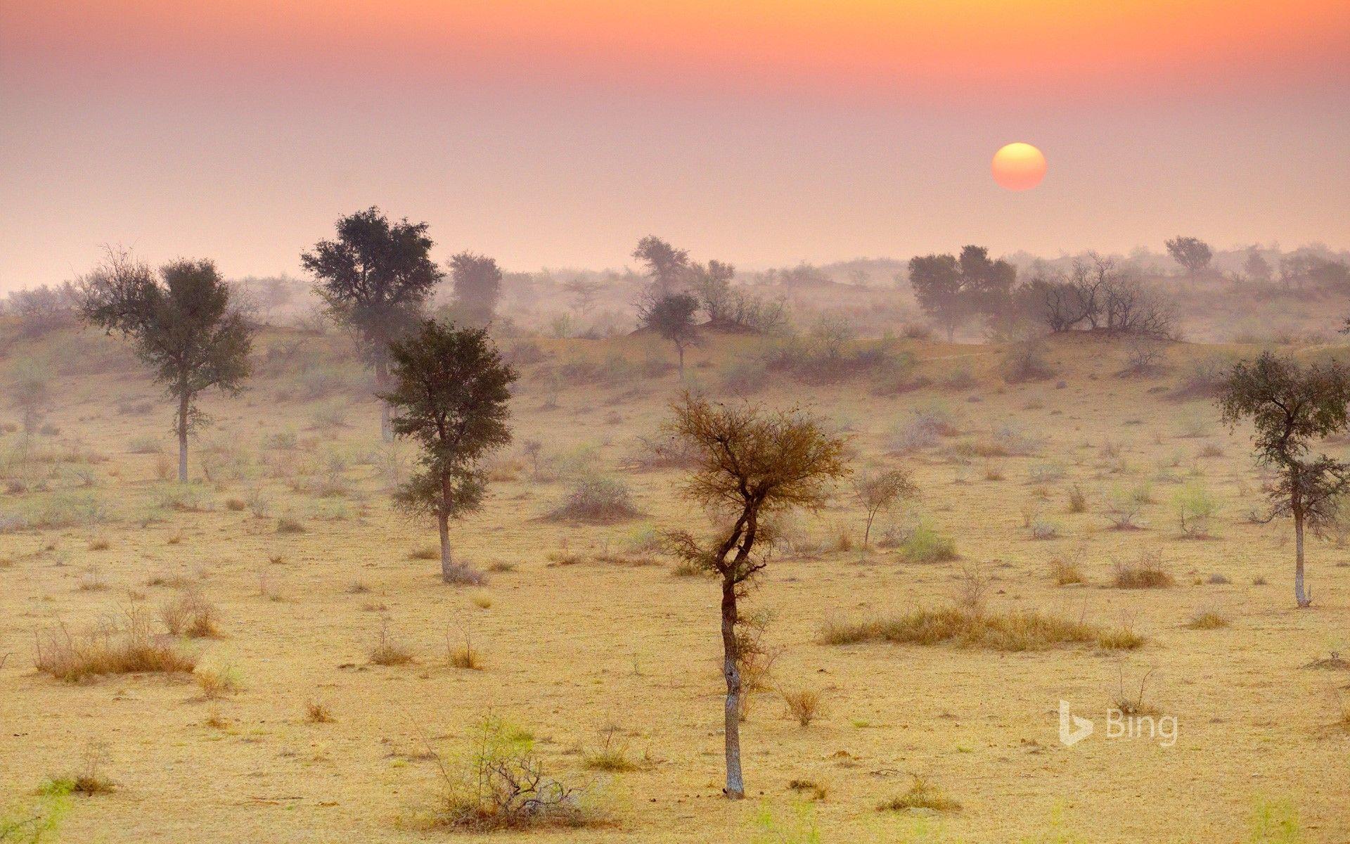 1920x1200 Thar Desert near Jaisalmer, Rajasthan, India