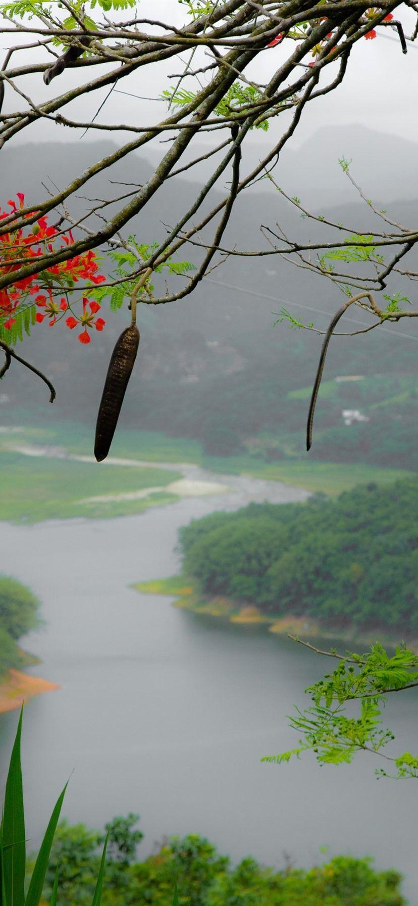 828x1792 Puerto Rico, Flowers, Tree Branch, Mountains, River, Fog 1080x1920 IPhone 8 7 6 6S Plus Wallpaper, Background, Picture, Image