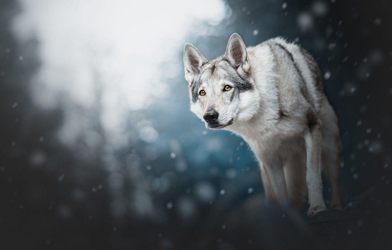 1332x850 Wallpaper winter, forest, look, face, light, snow, nature, pose, the dark background, grey, wolf, dog, paws, large, dog, grey image for desktop, section собаки