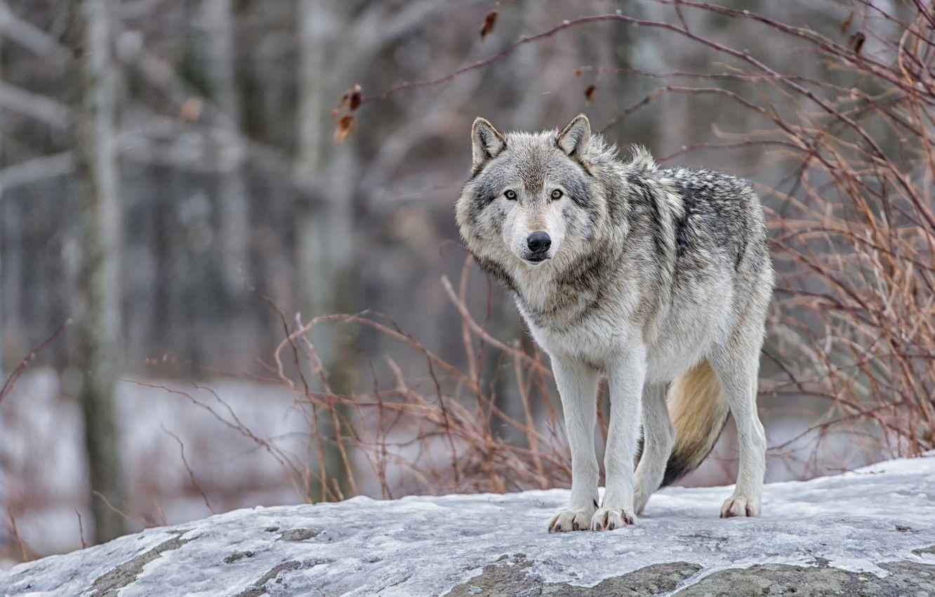 1332x850 Wallpaper winter, look, face, snow, branches, nature, grey, background, stone, wolf, paws, the bushes, bokeh image for desktop, section животные