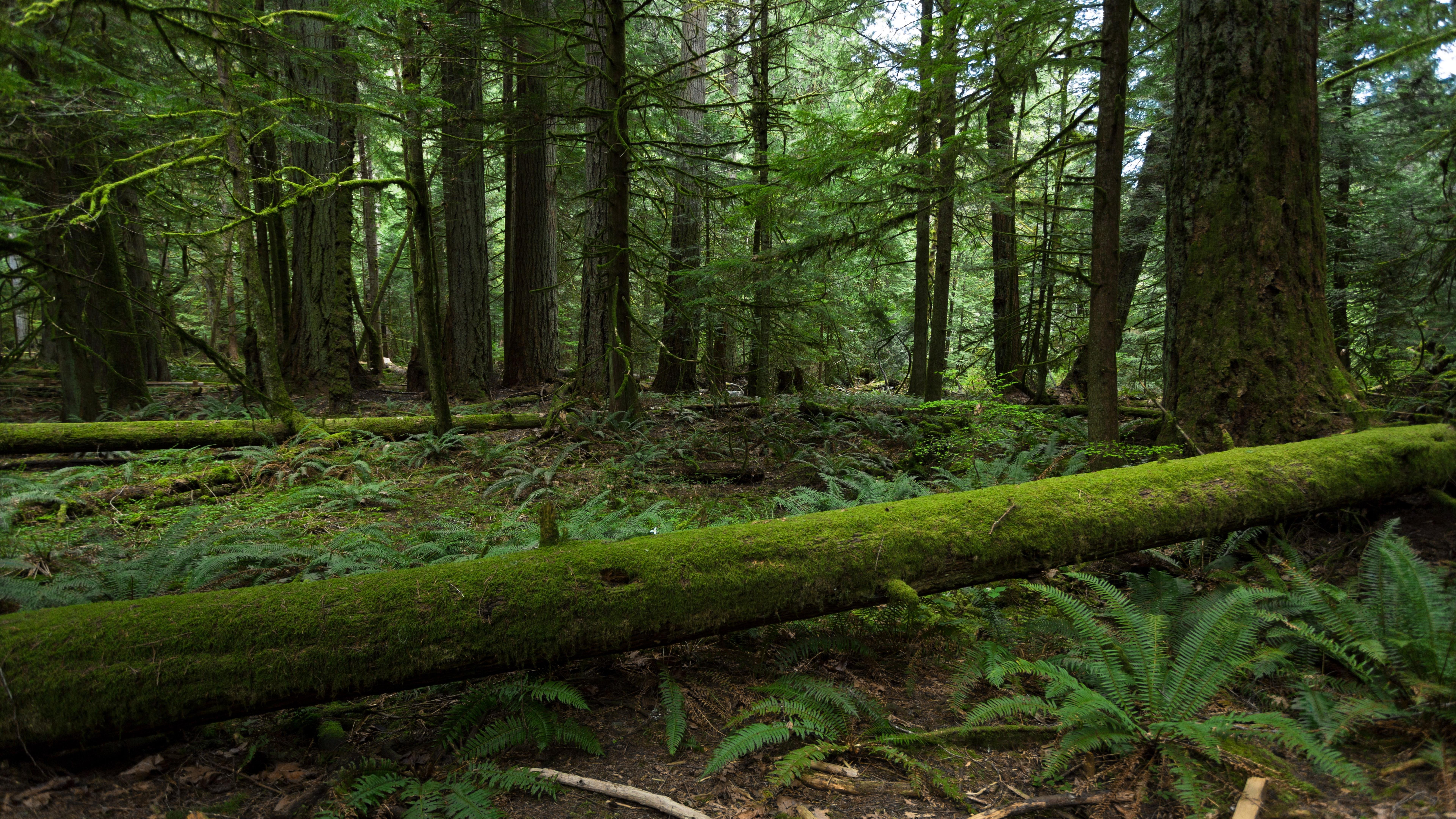 7680x4320 Forest Trees Nature 8k Wallpaper HD Forest 4k