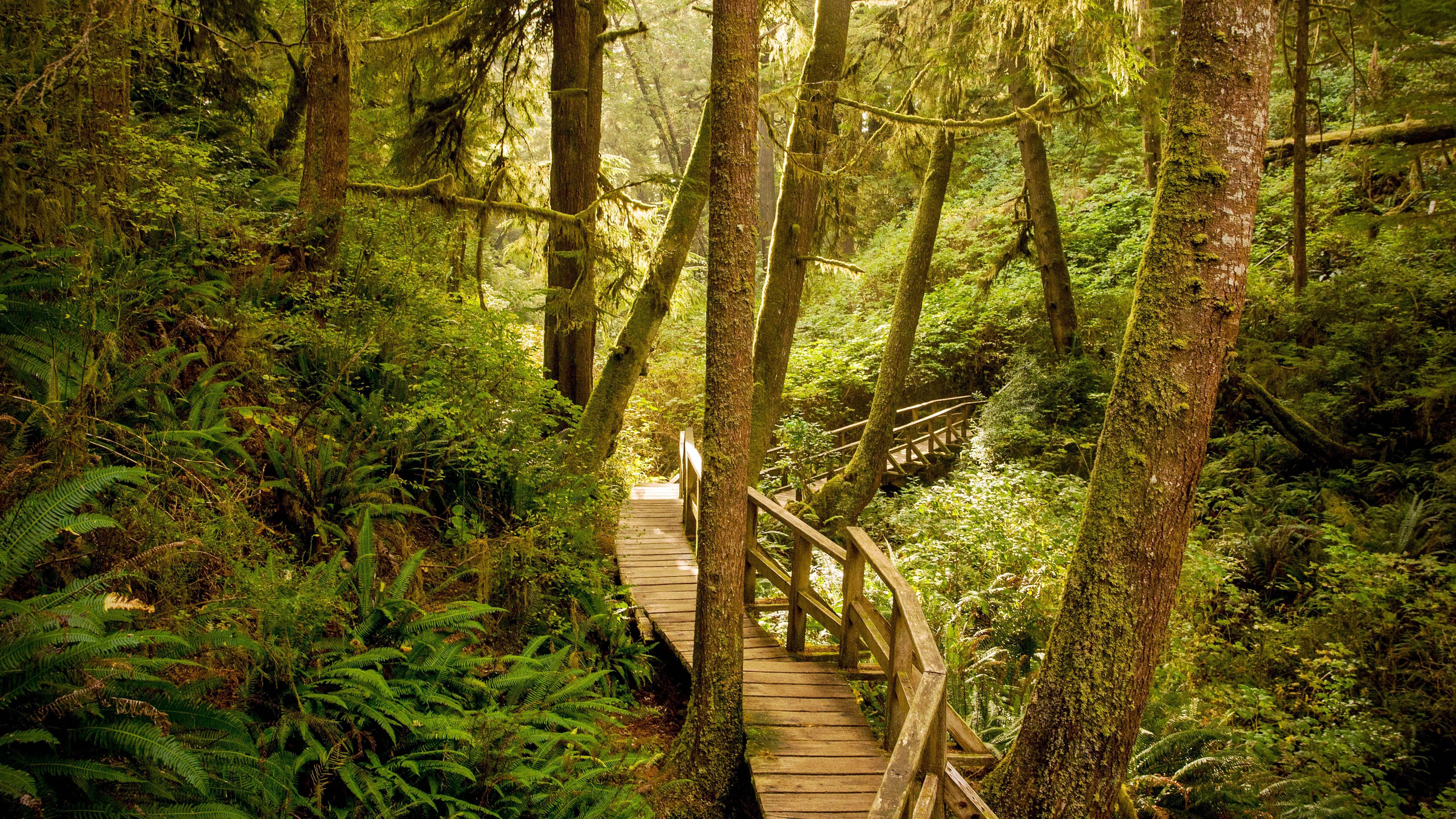 5120x2880 Rainforest 4K wallpaper for your desktop or mobile screen free and easy to download