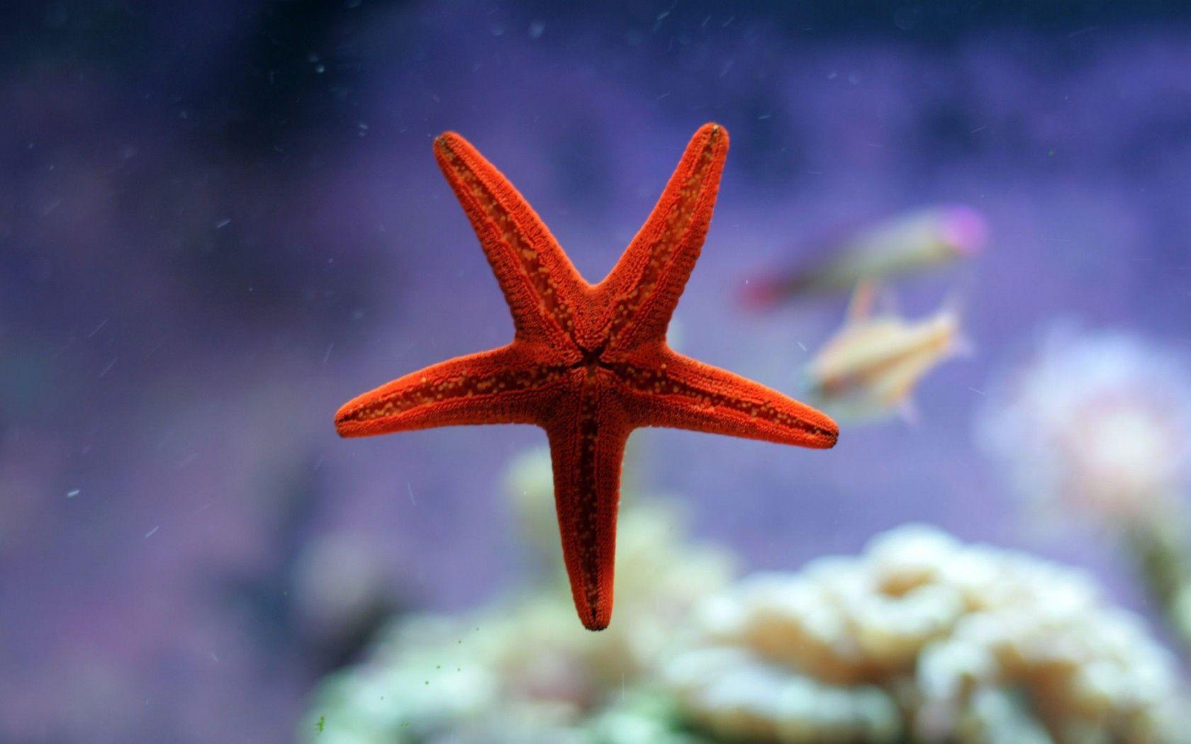 1680x1050 Water, Sea, Star, Wallpaper