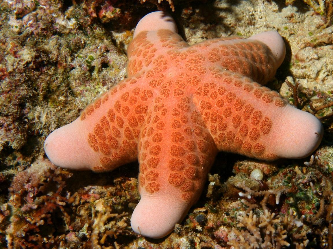 1152x864 Starfish Ocean Underwater Wallpaper