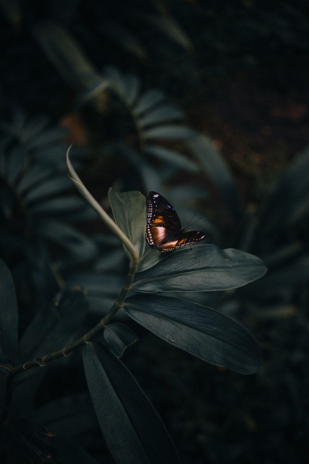 1000x1499 Butterfly Wallpaper: Free HD Download [HQ]