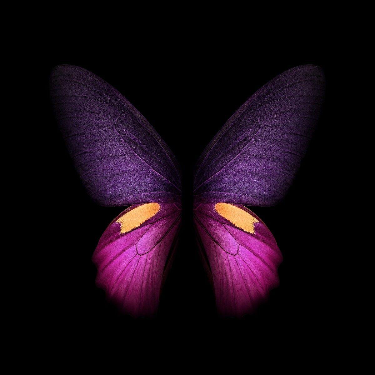1200x1200 Butterfly Wallpaper Cool