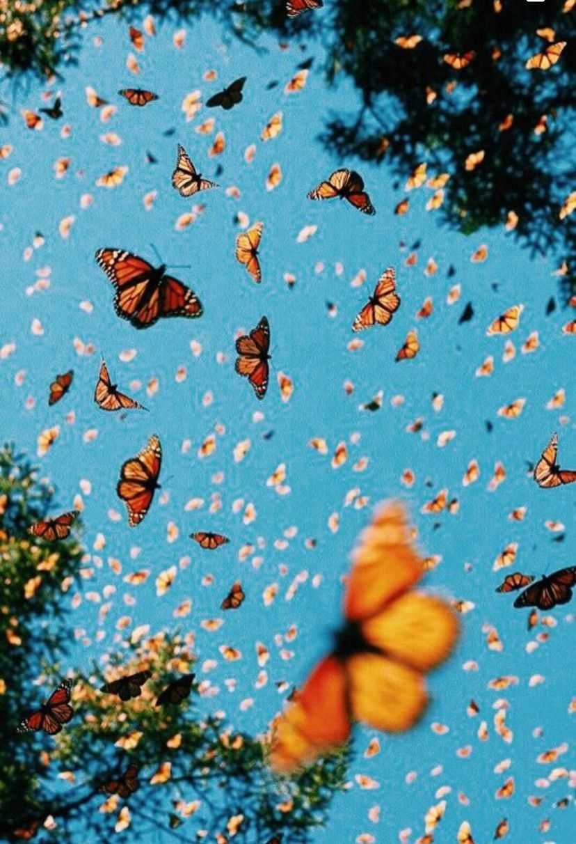 828x1212 Blue Butterfly Wallpaper Free HD Wallpaper