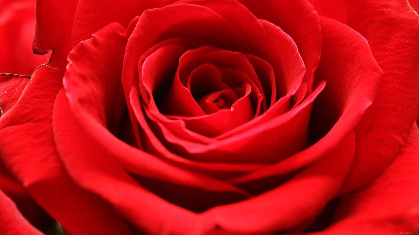 1366x768 Rose Flower HD Wallpaper For Laptop