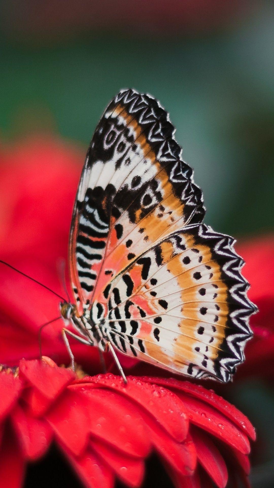 1080x1920 Butterfly iPhone Wallpaper (52 picture)