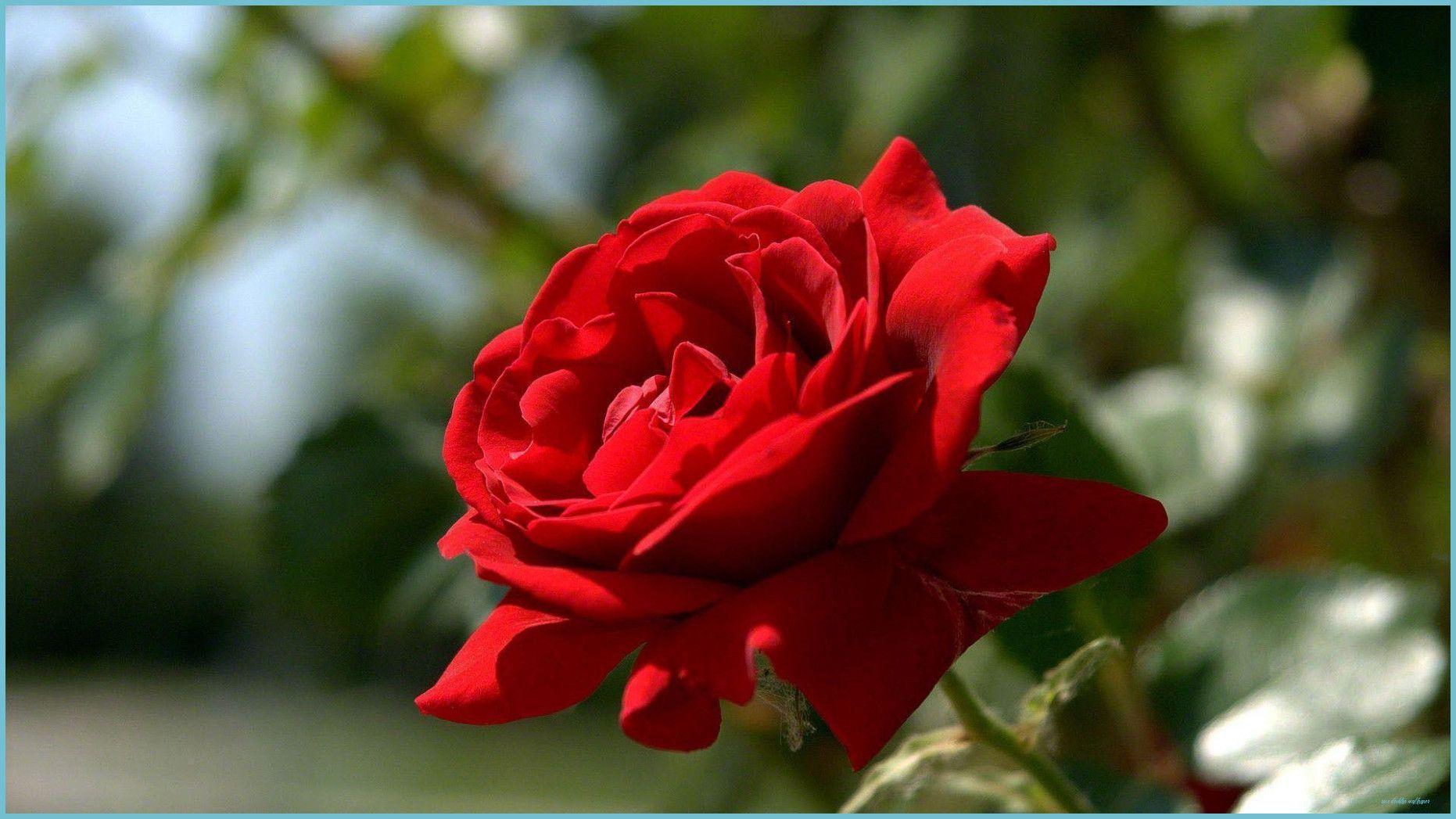 1862x1047 Roses Wallpaper For Desktop Desktop Wallpaper