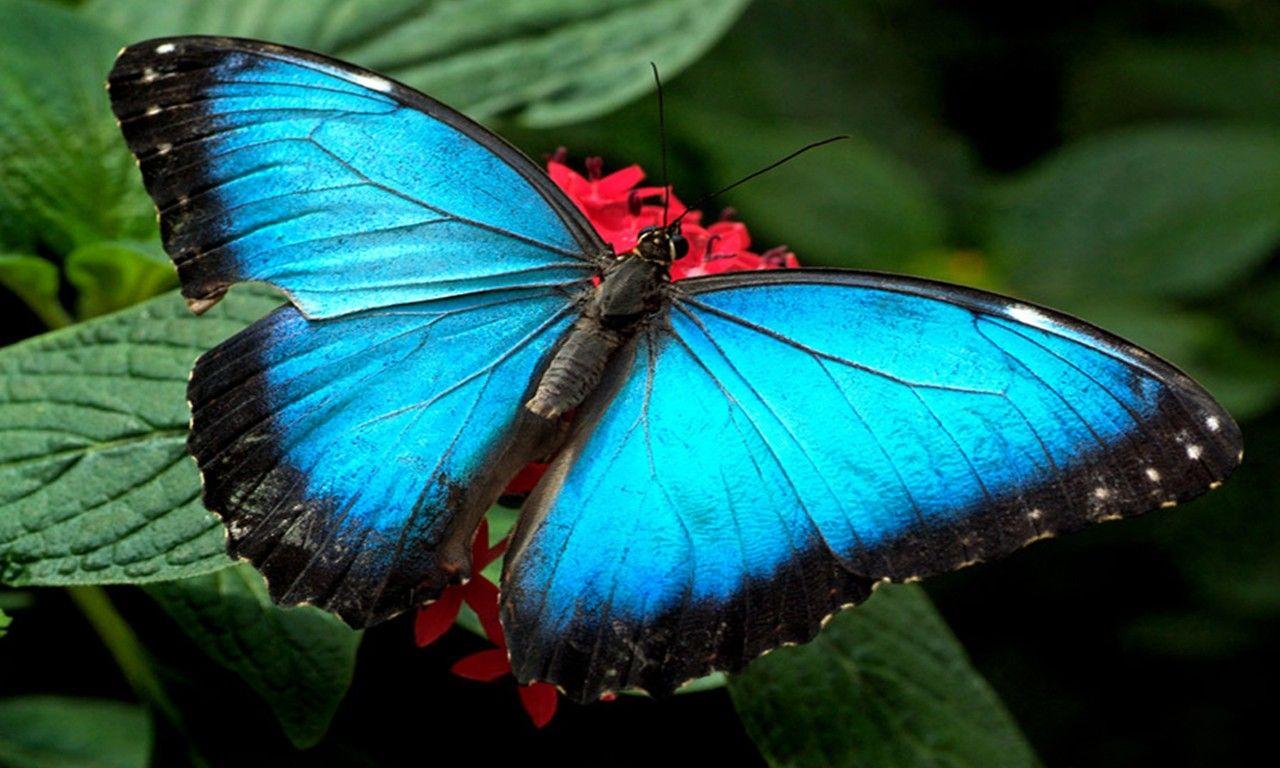 1280x768 Blue Butterflies Wallpaper HD :