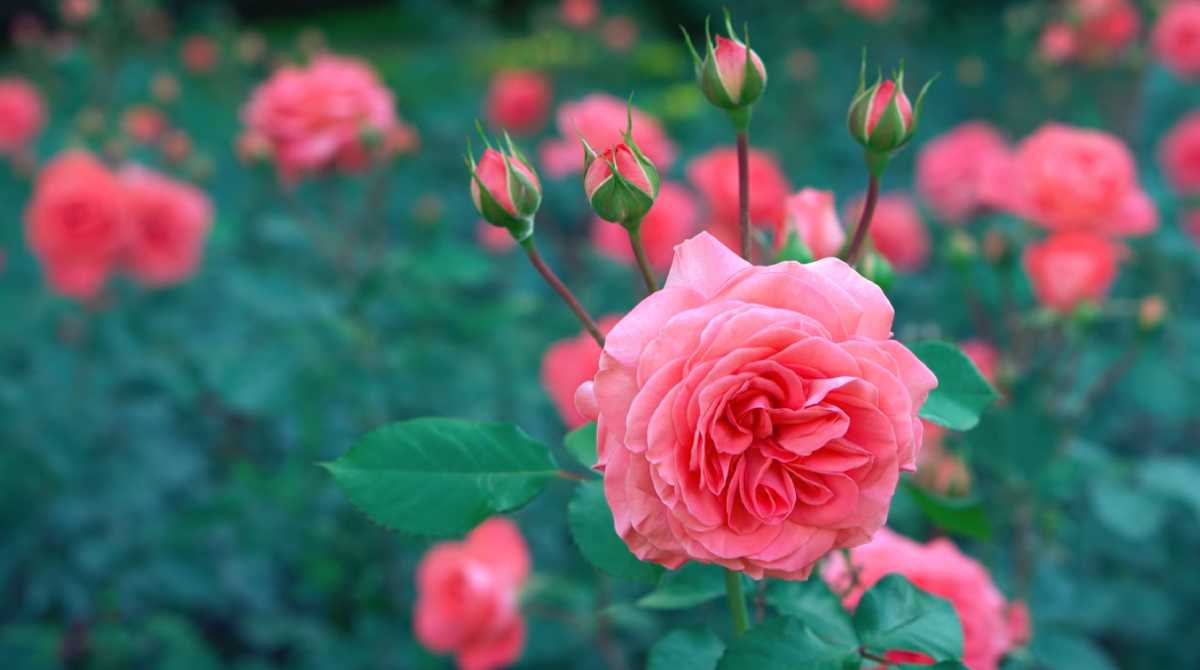 1200x670 HD 4K Flowers Desktop Wallpaper