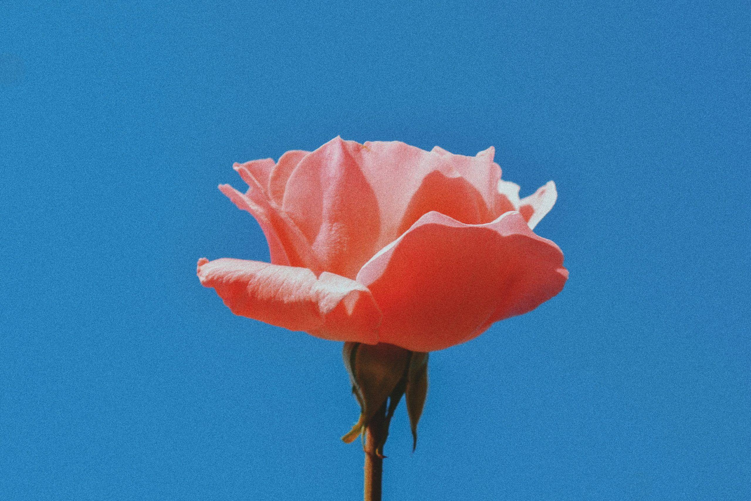 2560x1708 Aesthetic Roses Laptop Wallpaper