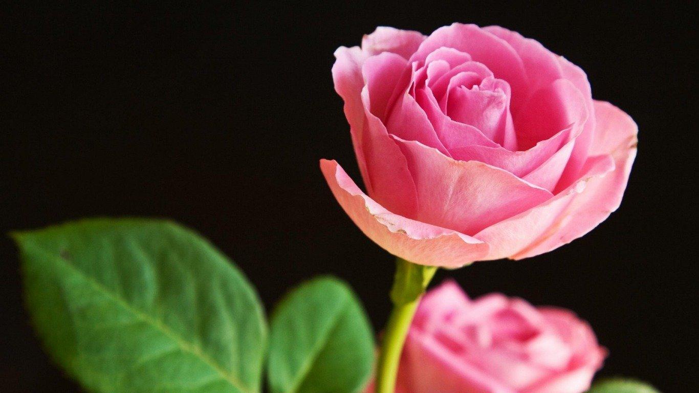 1366x768 Rose wallpaper 1366x768 (laptop) desktop background