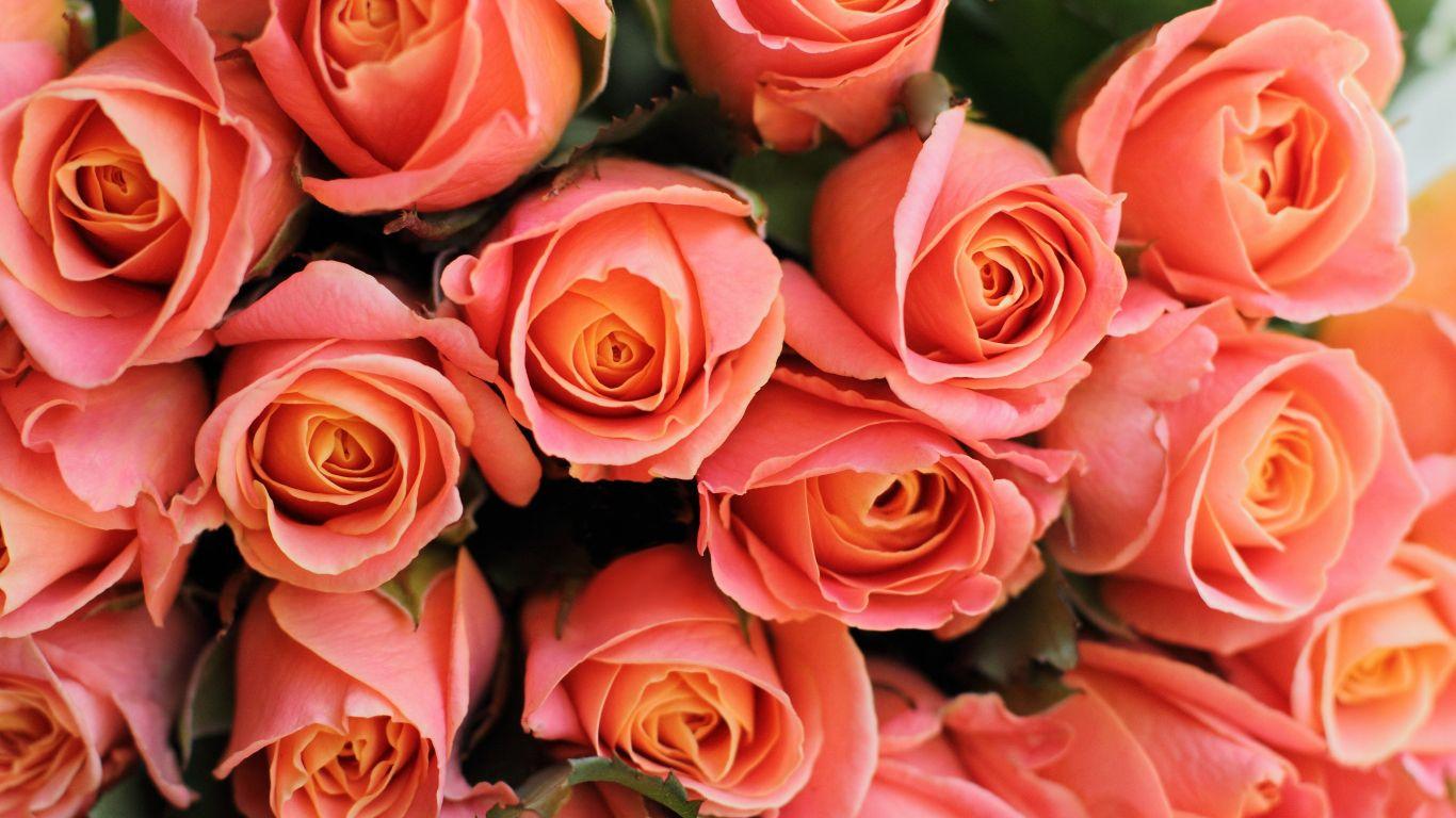 1366x768 Download 1366x768 wallpaper roses, pink flowers, decorative, tablet, laptop, 1366x768 HD image, background, 15761