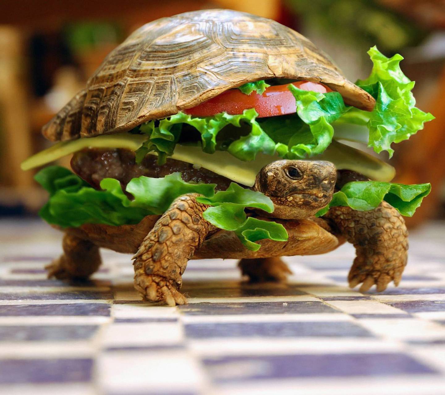 1440x1280 Cheese Turtle Burger wallpaper