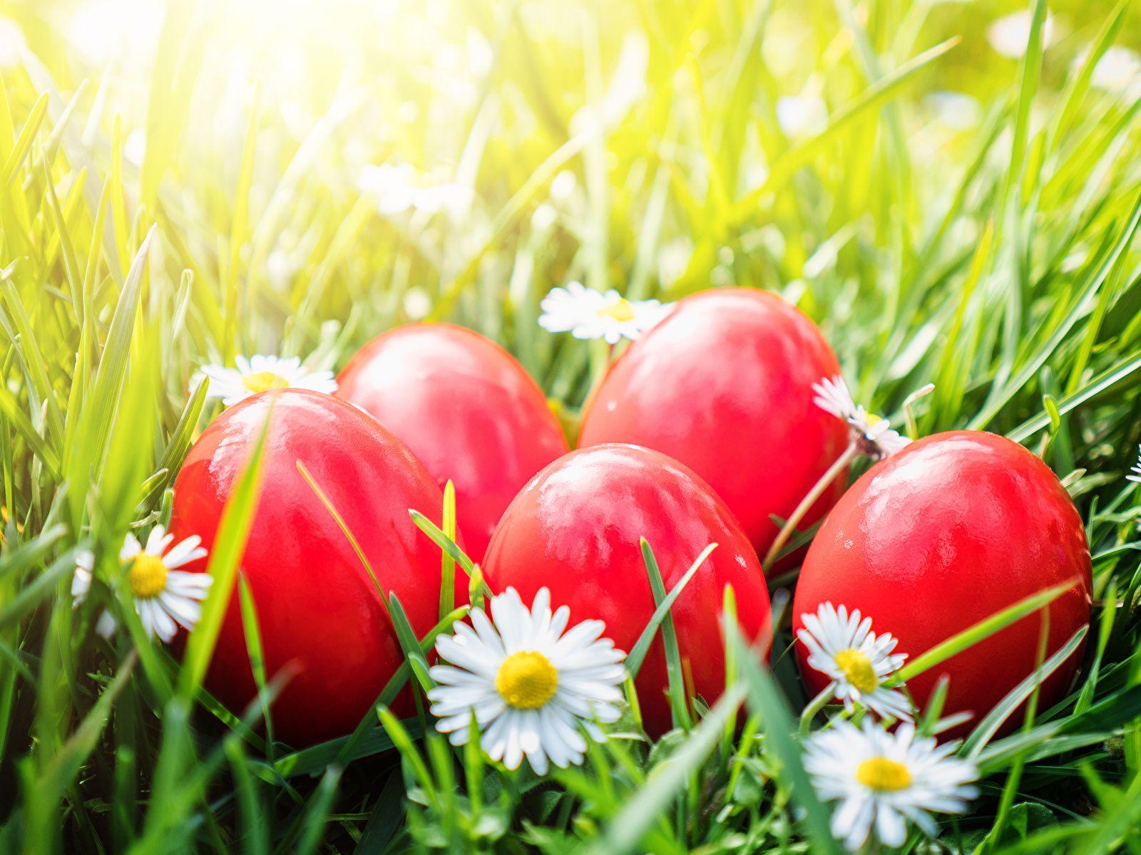1600x1200 Desktop Wallpaper Easter egg Red Camomiles 1600x1200