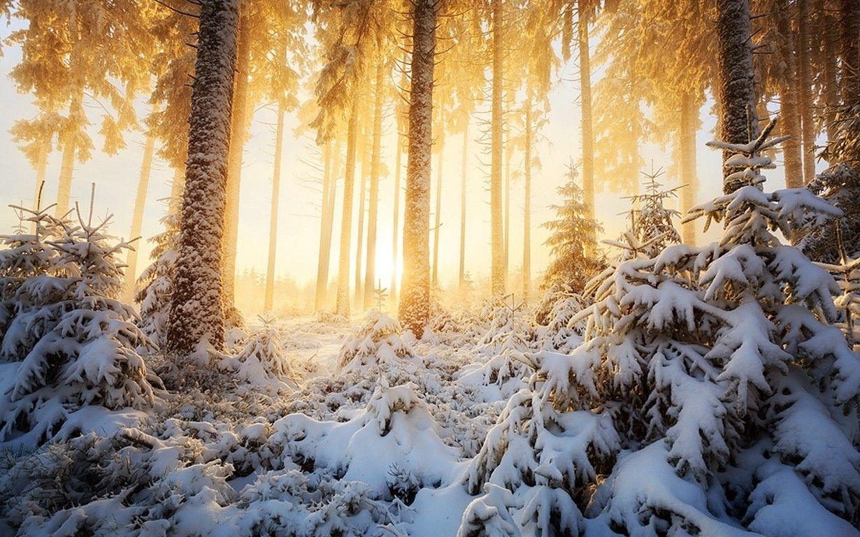 1230x768 nature, Landscape, Winter, Sunrise, Forest, Mist, Sunlight, Snow, Trees, White, Cold, Yellow Wallpaper HD / Desktop and Mobile Background